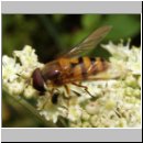 Epistrophe grossulariae - Grosse Wiesenschwebfliege m01.jpg